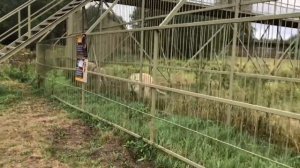 ВЛОГ: Эко-ферма на Новой Риге «Усадьба Кузнецово». Земля Прайда