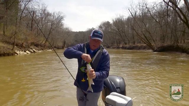 Searching for Pre-Run White Bass on the Nolin River смотреть онлайн