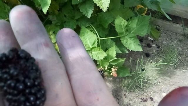 Ежевика и осы
