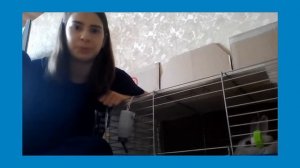 ВСЕ МИНУСЫ И ПЛЮСЫ СОДЕРЖАНИЯ КРОЛИКА В КВАРТИРЕ