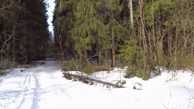 Прогулки по лесу. День за днем с дедом Многоведом. 23 марта 2023г. Эпизод 522. смотреть онлайн