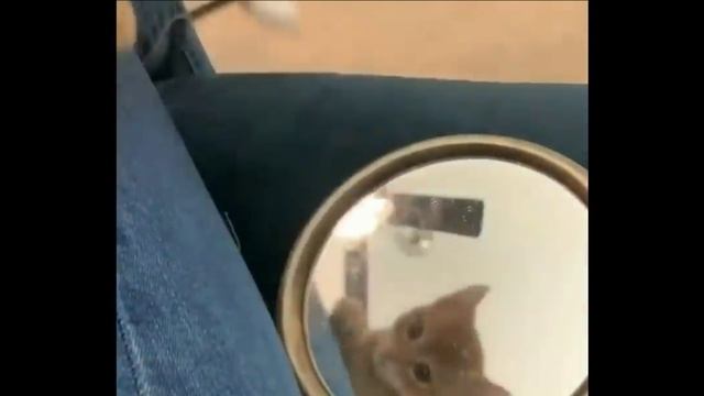 Веселая жизнь котов ? ! Подборка смешных котов для хорошего настроения ? !