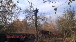 Обрезаем засохшую грушу