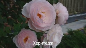 25 сортов - английские розы Д. Остина и Плетистые Обзор