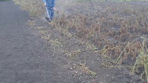 Скашиваю ботву картофеля
