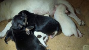 #ЩЕНКИ ЧИХУА СОСУТ МОЛОЧКО У МАМЫ #ЧИХУА ЩЕНКАМ 5 СУТОК#ПИТОМНИКРКФМАРИМИСТИК#НОВОРОЖДЕННЫЕ ЩЕНОЧКИ