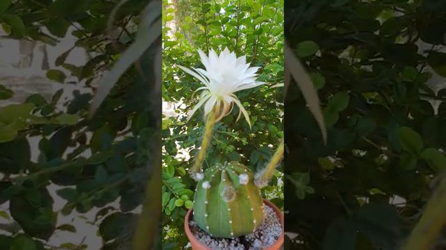 Echinopsis Subdenudata Cactus in Bloom