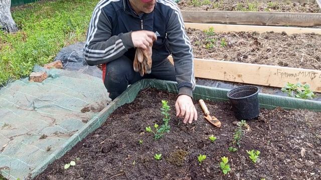 О поливе брусники.