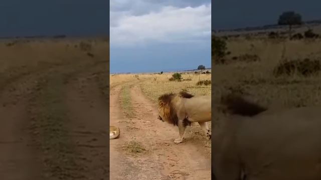 Не нужно подкрадываться к спящей львице, даже если вы сам лев