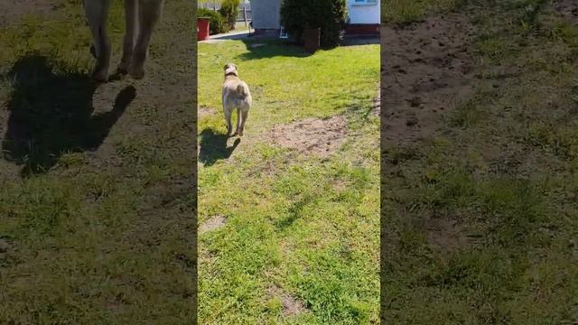 Мой туркменский Алабай смотреть онлайн