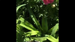 Magical Mystery Tour Itoh peony compared to New Millennium