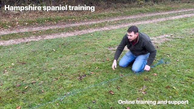 Basic gundog puppy retrieve Working cocker springer spaniel / labrador training смотреть онлайн