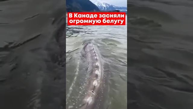 Большая белуга в водах Канады