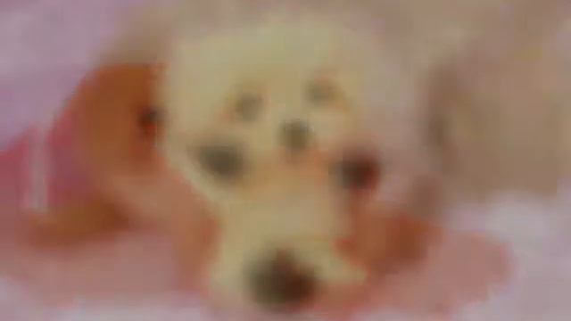 Кто ты по знаку зодиака из щенков? смотреть онлайн