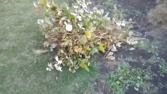 Уход за малиной осенью. Подготовка малины к зиме. смотреть онлайн