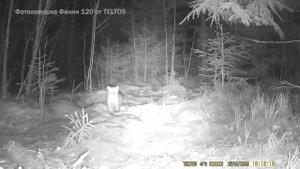 Видео с фотоловушки Филин 120 TELTOS ночью