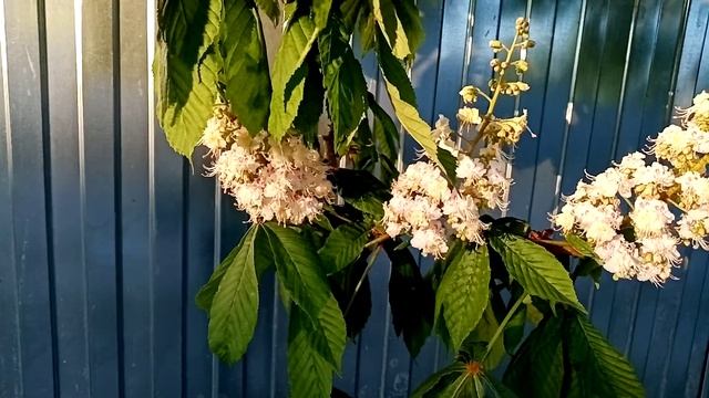 Цветы каштана. Лечим сосуды, гипертонию, онкологию.