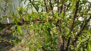 ТРЕТЬЯ ОБРАБОТКА ПЕРСИКА ОТ КУРЧАВОСТИ ЛИСТЬЕВ