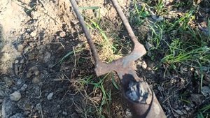 Как быстро удалить корни пырея?