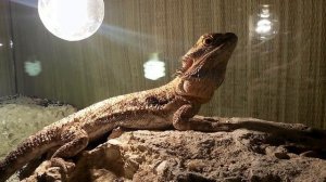 Новый террариум для Бородатой Агамы!