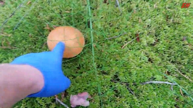 грибы лен. области, неплохой урожай моховиков смотреть онлайн