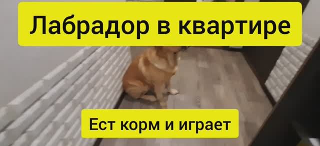 Собака лабрадор ретривер ест корма по команде. Лабрадор ретривер Тафгай играет мячиком