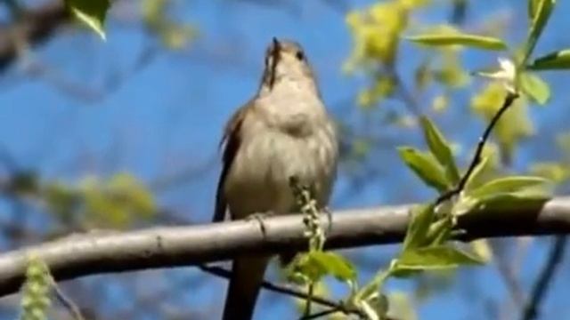 Голоса птиц Соловей смотреть онлайн