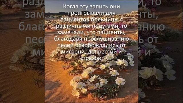 Аве Мария на арамейском языке смотреть онлайн