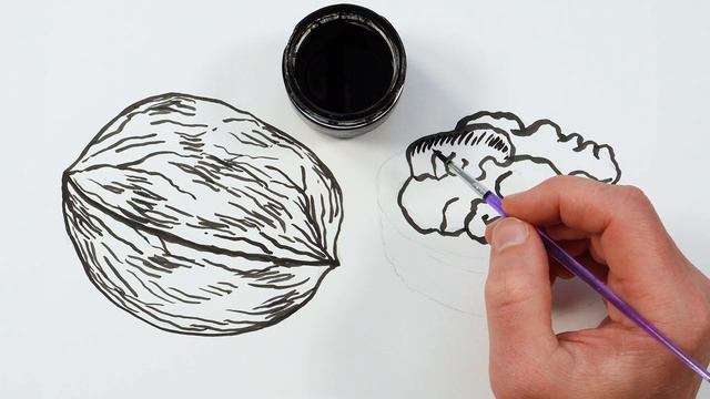 How to Draw a Walnut | Realistic Ink Painting and Drawing Tutorial