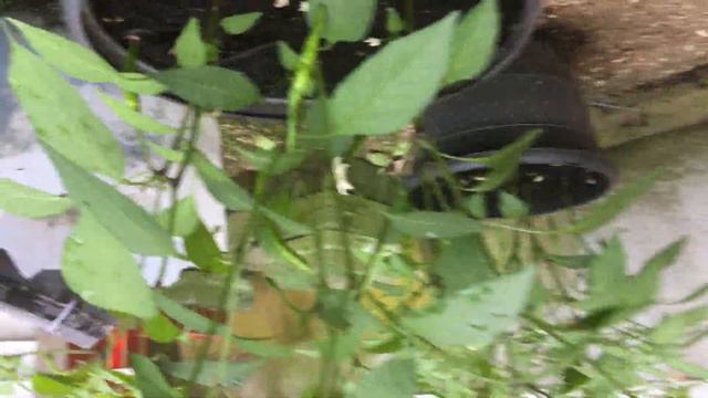 Summer Garden | Lal Shak | Red Amaranth смотреть онлайн