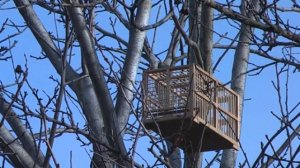 Ловля щегла на Томский западок. Goldfinch fishing in the Tomsk West.