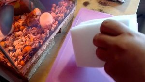 #Аквариум#Смотреть всем! #Как из автомобильной губки сделать губку для фильтра в аквариум!)#