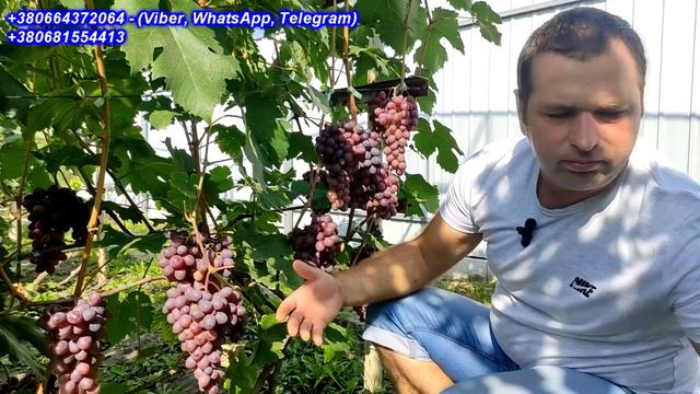 Клубнічний 2023 виноград з смаком полуниці