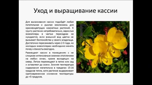 Кассия