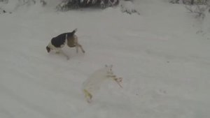 Охота на зайца в Карелии 18+