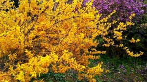 Форзиция в ландшафтном дизайне. Идеи для вдохновения