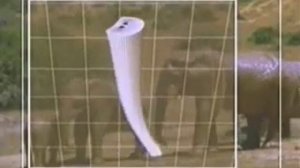 УДИВИТЕЛЬНЫЕ ТЕХНОЛОГИИ В ПРИРОДЕ  ХОБОТ СЛОНА    YouTube