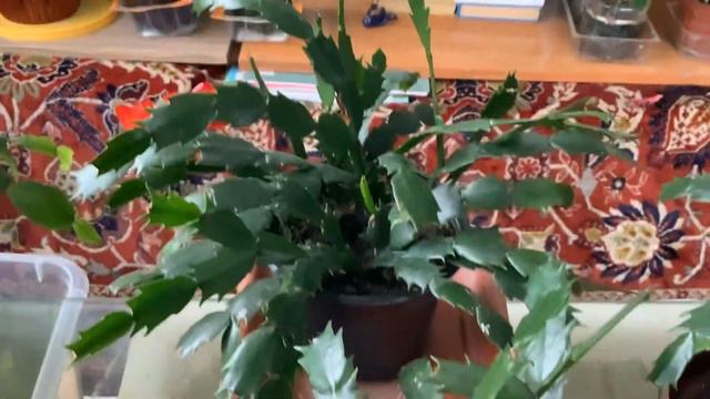 Декабристы в марте смотреть онлайн