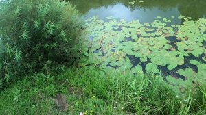 Ловля хищника на живца. Крючок,поводок и поплавок!!! Рыбалка. 04.08.2024 г.