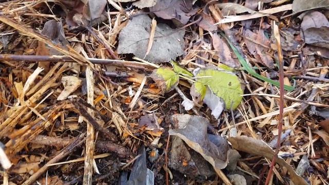 ЧТО ДЕЛАТЬ с РЕМОНТАНТНОЙ МАЛИНОЙ ОСЕНЬЮ? ОБРЕЗАТЬ – НЕ ОБРЕЗАТЬ? ТопСад смотреть онлайн