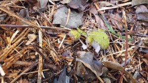 ЧТО ДЕЛАТЬ с РЕМОНТАНТНОЙ МАЛИНОЙ ОСЕНЬЮ? ОБРЕЗАТЬ – НЕ ОБРЕЗАТЬ? ТопСад