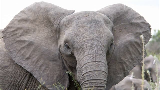 Наталья Штефо, воспитатель Школы № 544. Животные жарких стран смотреть онлайн