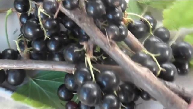 ВЕЛОЙ - сорт черной смородины. Урожайный, крупный, вкусный. смотреть онлайн