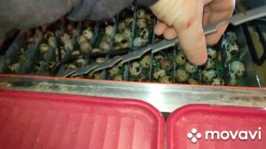 Вылуп перепелов в инкубаторе Весна