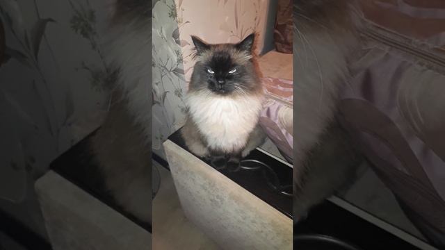 "Коржик" | Красота это страшная сила! | 23 декабря 2021 года смотреть онлайн