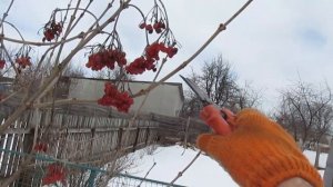 ОБРЕЗКА КАЛИНЫ. Кратко об основных моментах