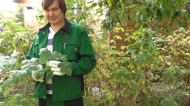 Обрезка малины смотреть онлайн