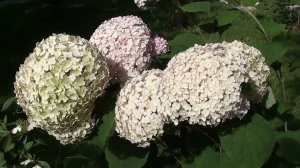 Признаки грибкового заболевания на гортензии . Срочно принимаем меры !!!