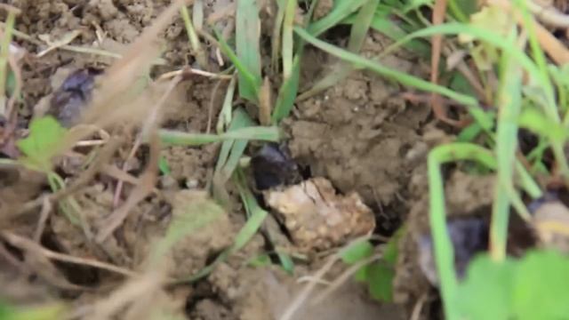 I wonder - Охота на трюфель смотреть онлайн