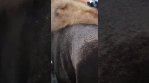 Продам шубу, продать шубу, срочно, дорого,  с выездом, деньги сразу. Оценка по фото +79685151908